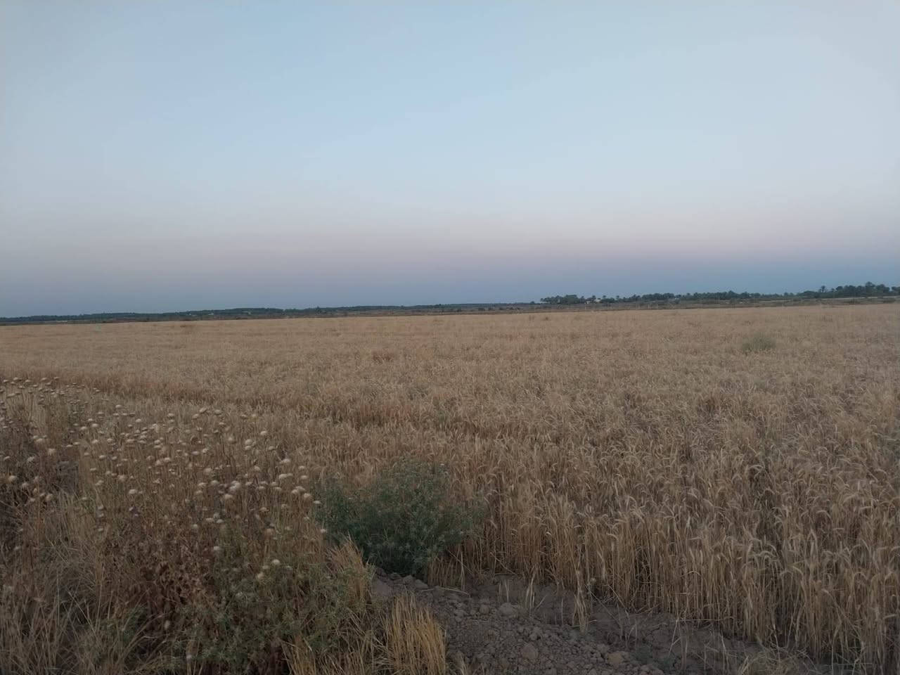 السلام عليكم
ارض زراعيه للبيع 
المساحه 10دونم  طابو زراعي سند25
تحويل مباشر بسم شخص واحد 
تربه درجه أولى 
متوفر جميع الخدمات
ماء اساله كهرباء ماء سقي
تبعد عن مركز مدينه 4كيلو 
تصلح سكن وزراعه 
المكان واسط الصويره بدعت حمد 
سعر الدونم الواحد13مليون وبي مجال قليل 
*********** (***********{متوفر واتساب
