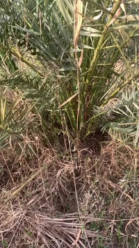 ديكور • حديقة • الصويرة واسط