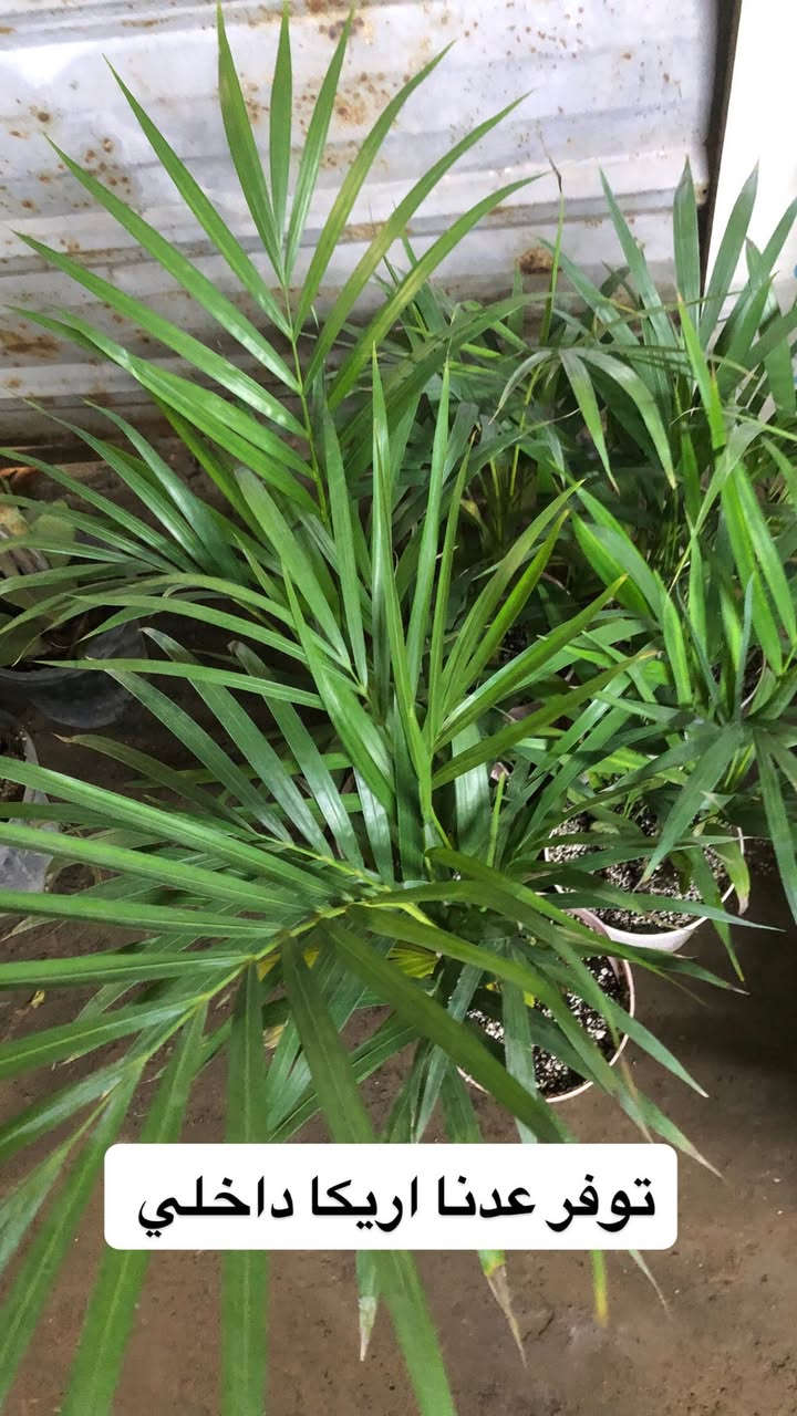 اللهم صلي وسلم على سيدنا محمد وعلى اله وصحبة وسلم تسليما.
توفر عدنا انواع مـٰن النباتات الضليه  المختلفة 😍🤍

العنوان : بغداد /سلمان باك / قرب جامع سعد /شارع الحدادين 🤍

سوينا لكم بيج على برنامج الإنستقرام لكي نجاوب على اسئلتكم المتنوعه 

اسم البيج : بيج مشتل ابو علي الفراجي 

يوزر البيج: l0.33.m

رابط البيج:https://www.instagram.com/l0.33.m?igsh=bGZmMGw4bTN2ODZw
 
مشتل ابو علي الفراجي يرحب بالجميع 🤍


**إذا كنت صاحب هذا الإعلان وتريد حذفه لأي سبب، رجاءا أرسل رسالة إلى الدعم الفني**