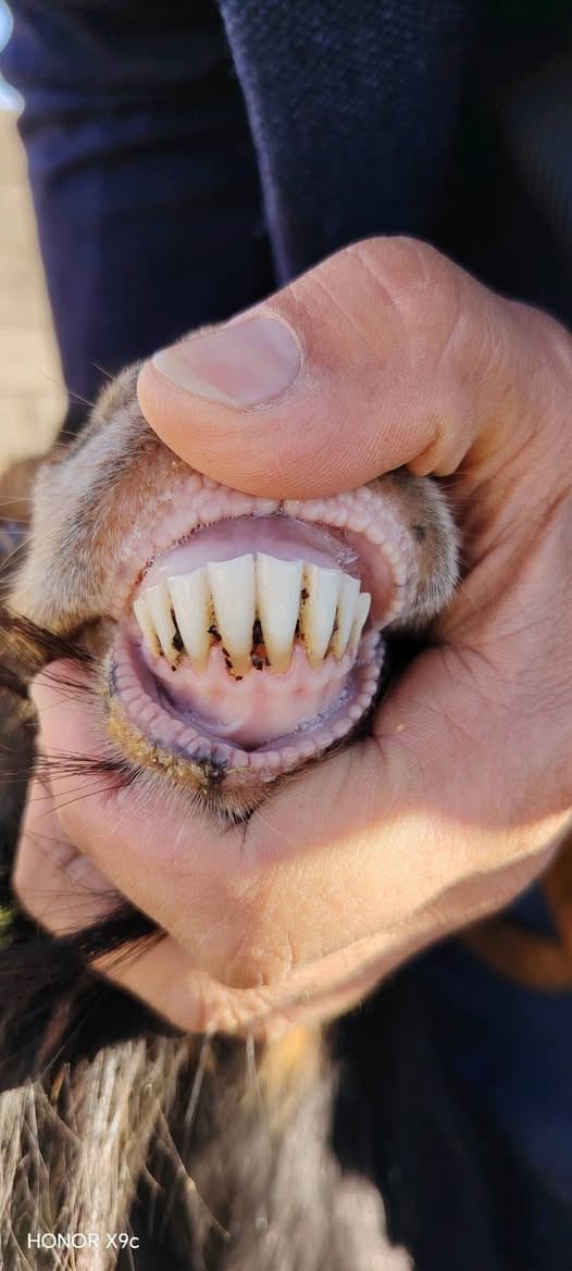 متاح عنز ام ثالث تريده حليب تريده لحم ترهم ذبيحه رمضانيه مقفله موبحال ل 18لل20كيلو خشنه نصاح شرط سعر235مجال قليل سعر235مكان حديثه ***********وبي واتساب
