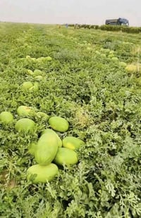 جزيرة علي الغربي • ١٠٠ دونم • كهرباء سكن ٢ آبار
