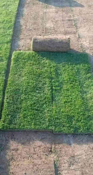 مزارع  الشمال للثيل الطبيعي 🍀
متوفر كافة انواع الثيل 🍀
( امريكي - الهندي - الايطالي - الفرنسي )
لتجهيز... مشاتل🌴
والدوائر حكوميه🏦
منازل🏡 
منتزهات🏄
موجود خدمة توصيل 🚕
لكل محافظات العراق 🚕
للطلب يرجى التواصل مع الصفحة او مراسلة واتساب او الاتصال على :
***********
