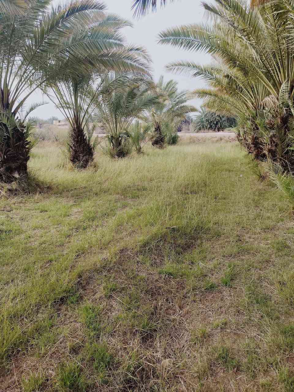 السلام عليكم
توجد فسائل نخل (برحي + شويثي اصفر+شويثي احمر+شكر +مكتوم +ديري ) وتوجد خدمه توصيل داخل ذي قار مع الشتال حسب الاتفاق للأستفسار ***********
