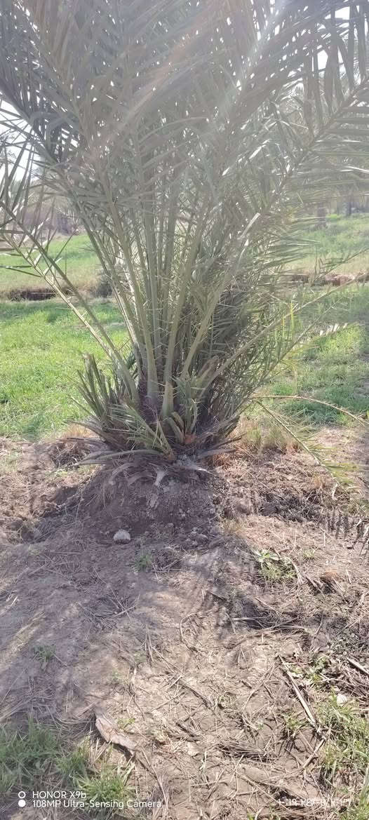 نخله بلكه اهي وفساله 250وبيه مجال ***********متواجد واساب
