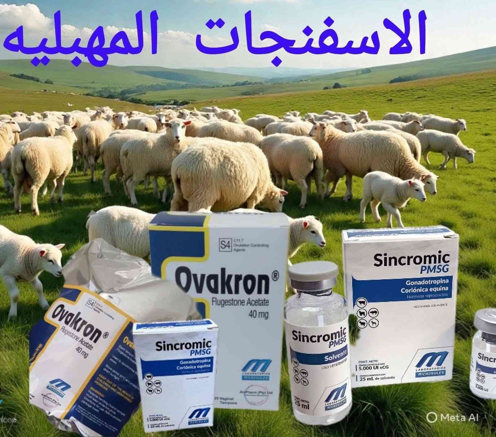 🐑 برنامج إسفنجات توحيد الشبق من عيادة الريف
تريد إنتاجك يتضاعف وغنمك يلد كله بوقت واحد؟ عيادة الريف وفرتلك الحل الطبي الأمثل ببرنامج يجمع أقوى العلاجات العالمية بأنسب الأسعار في السوق.

💉 البرنامج العلاجي (الخلطة السحرية للإنتاج)
لضمان النتيجة، لا تكتفي بالإسفنجة فقط؛ اتبع برنامجنا المتكامل:

1. تنشيط المبايض (UVEDCO . ES):
• نبدأ بحقن الـ ES (فيتامين E وسيلينيوم) الأردني الأصلي.
• الفائدة: رفع الخصوبة وتنشيط المبايض قبل البدء.
2. تنظيم الدورة (الإسفنجات):
• استخدام أجود الأنواع لتوحيد وقت الهياج عند كل الحلال بدقة.
3. دفع التوائم (PMSG):
• حقن الهرمون المحفز مع سحب الإسفنجة لضمان خروج أكثر من بيضة.

📦 أجود الأصناف المتوفرة (بأسعار تنافسية جداً)
وفرنا لك كل الخيارات العالمية التي تجمع بين الكفاءة والسعر المناسب:
• 🇳🇱 الهولندي (Chronogest): النوعية الأولى لضمان التزامن الدقيق.
• 🇺🇸 الأمريكي (Ovakron): خيار النخبة لنتائج احترافية.
• 🇨🇳 الصيني نخب أول: 3 أنواع مجربة (Shengduoduo, NSHF, Ningbo) سعر اقتصادي ونتيجة مضمونة.

• 💉 المحفزات: متوفر حقن (ES) و (PMSG) الأصلية بأسعار جداً مناسبة.
💡 لماذا تختار عيادة الريف؟
• توفير حقيقي: أسعارنا مدروسة لتناسب جميع المربين.
• راحة البال: حلالك يلد سويةً، مما يوفر عليك العلف والجهد.
• إشراف طبي: متابعة مباشرة من الدكتورة ريم زيدان و الدكتور عبدالرحمن لضمان دقيق للمواعيد والنتائج.

📍 العنوان: صلاح الدين - قضاء العلم - قرب سيطرة 14.


**إذا كنت صاحب هذا الإعلان وتريد حذفه لأي سبب، رجاءا أرسل رسالة إلى الدعم الفني**
