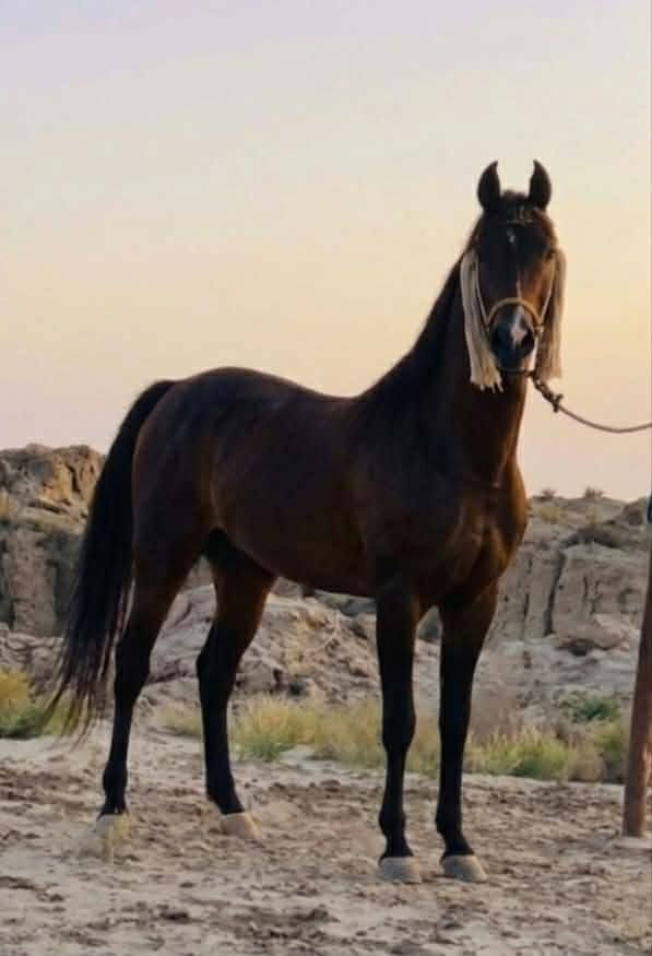 اللهم صلي على محمد وآل محمد  *********** واتساب// فرس دهمه من الكحيلات العجوز عربيه رتفاع متر 54 خياله اتنومس مال  زماط مكفوله من كل عيب دم نار وشرار راس وشليل وستعراض وجمال عليه حشار 3اشهر توصيل موجود حسب النتفاق عمره 3ونص ماله مثيل بل خياله
