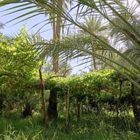 أرض للبيع المساحه دونم الحسينية العطيشي  قرب مدرسة السفير تتوفر كافة ا...