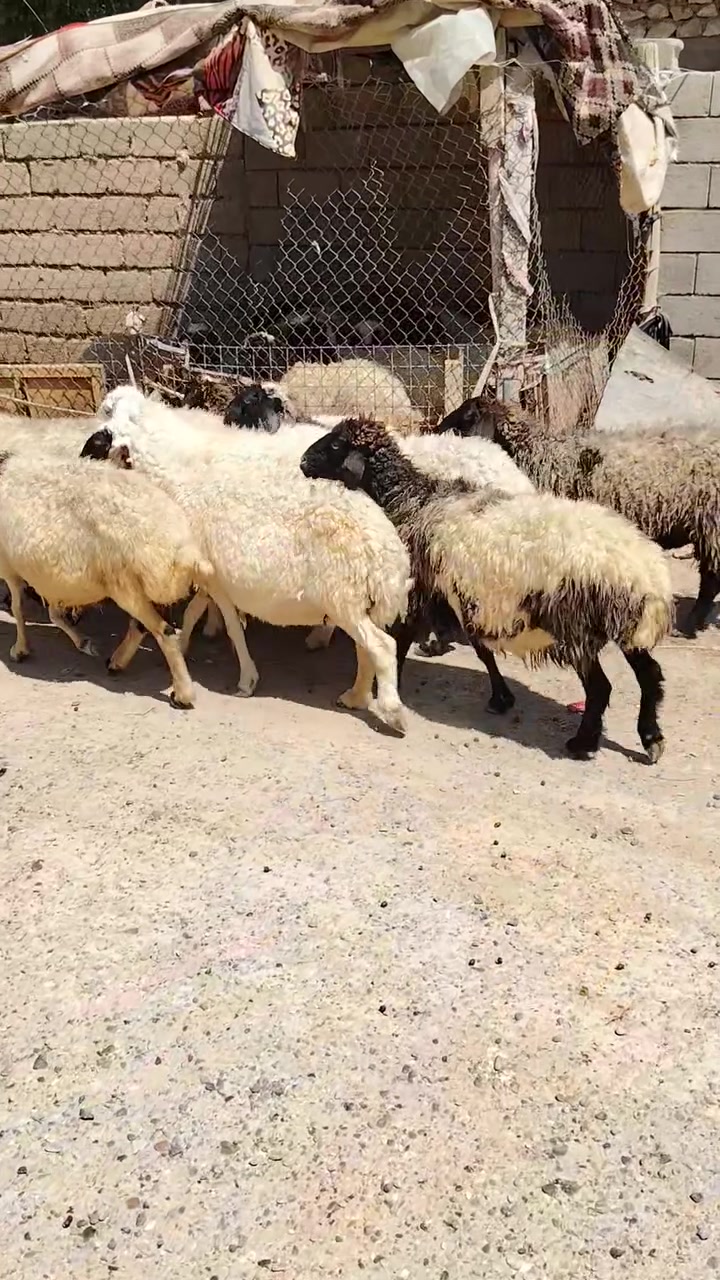 سلام عليكم ورحمه الله وبركاته اخواني متاح نعاج عدد 9 كلهن محنيات بيهن 4 عشارهن مبين الغنم بيهن اول وثاني وثالث وبيهن وحده ام رابع شراي يتصل مكاني حديثه البيع درج خوان وحياكم. الله
#متابعه_صفحه_فضلا.   ((*********** ))

سلام عليكم ورحمه الله وبركاته اخواني متاح نعاج عدد 9 كلهن محنيات بيهن 4 عشارهن مبين الغنم بيهن اول وثاني وثالث وبيهن وحده ام رابع شراي يتصل مكاني حديثه البيع درج خوان وحياكم. الله
