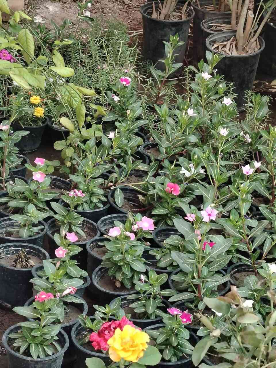 مسواك جديد في  المشتل من الجوري بكل الالوان ورد صباح عراقي واجنبي بكل الالوان دفله والبيزيا واكاسيا والضليات مثل العنكبوت والبلاب تعلأك وعمودي وجلد نمر وغيرها العنوان المسيب الشيوخ مجاور عمارة الدولفين امام مركز لميس الفرع الاول


**إذا كنت صاحب هذا الإعلان وتريد حذفه لأي سبب، رجاءا أرسل رسالة إلى الدعم الفني**