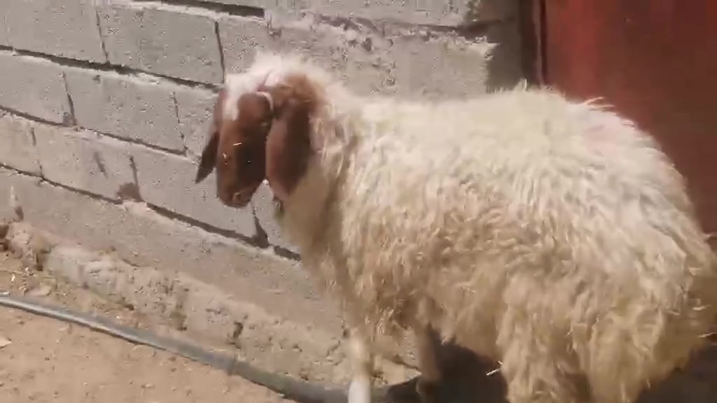 طلي سمين درج اولى العنوان بيجي الشراي يتصل عل رقم ‏‪***********‬‏
