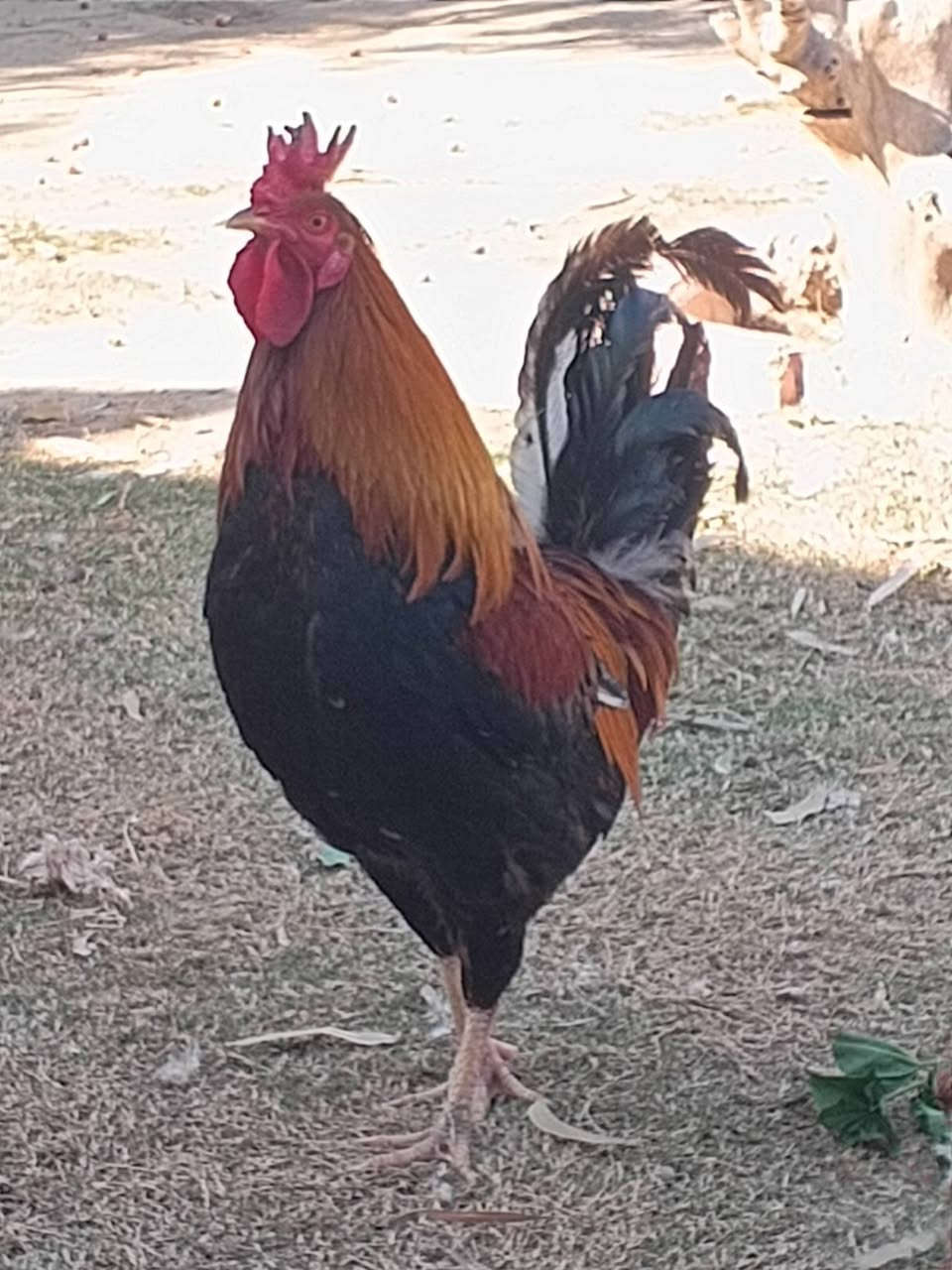 سلام عليكم
1شمسي

1كويتي

2بيظ صافي

1شوكي كلمن وسعره مكاني تاجي مقابيل من شئت نصر

الشراي يدلل ***********
