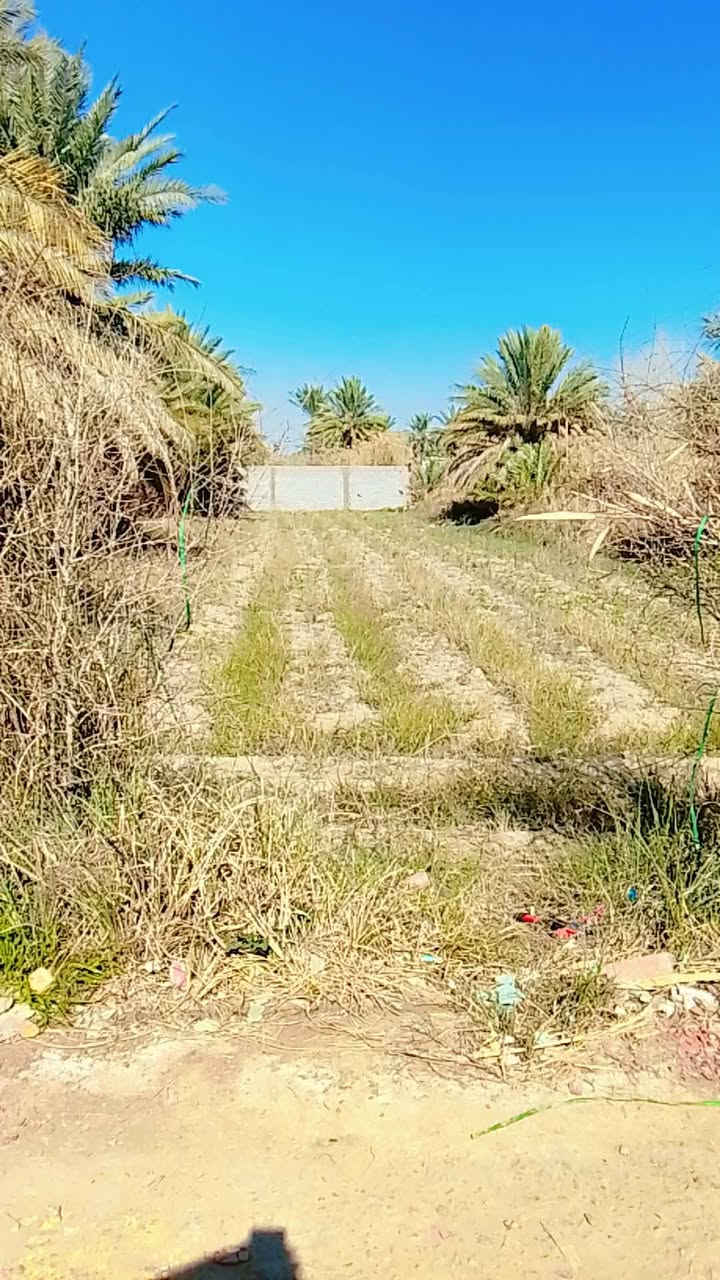 السلام عليكم دونم للبيع 117 المكان كوت ***********
