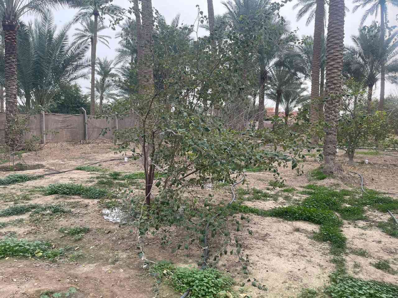 بستان مساحته 5 دونم  .فيها اكثر من 220 نخلة بكافة أنواع النخيل من البرحي و الزهدي و الخستاوي و الحمراوي و السلطاني و حمرة جبل و بلگة و مكتوم و مطوگ كربلاء و غيرها من أنواع النخيل 
.اكثر من 500 شجرة ( برتقال كربلاء الشهير ، ليمون كربلاء ، نارنج ، لالنگي ، رمان يمني ، عرموط ، النبگ ، خرمالو ، تين ، عنب ) و غيرها 
. حوض صالح لتربية الأسماك ( حجمه تقريبا 40 الف متر مكعب ) 
. أقفاص صالحة لتربية كافة أنواع الحيوانات كالدجاج و البط و الغزلان و النعام و المواشي
. منظومة تقطير لسقي جميع الاشجار
. ثلاث أضلاع من اصل اربعة أضلاع من الارض مزروعة بأشجار التين الابيض 
. دار استراحة مساحته 115 متر تقريبا يحتوي على مطبخ و صالة و مضيف و غرفة نوم و مجموعة صحية داخلية و خارجية
1- مدخل يقع على شارع رئيسي تبليط يبعد مسافة عنه تقريبا 60 - 70 متر و عرض الشارع تقريبا 8 متر
2- العنوان،، كربلاء منطقة الزبيلية شارع الرابط قرب مجمع ابن حلوه طابو سند 25 سند مستقل /للاستفسار اكثر الاتصال على الرقم ***********
