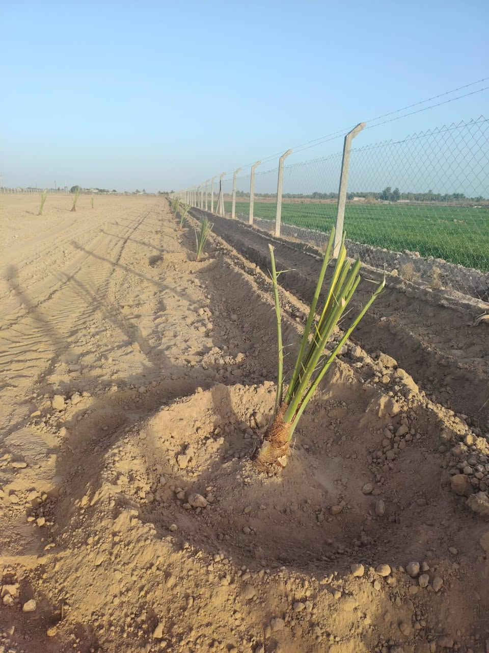 كادر لتجهيز المزارع والبساتين بالنخيل والحمضيات ***********
