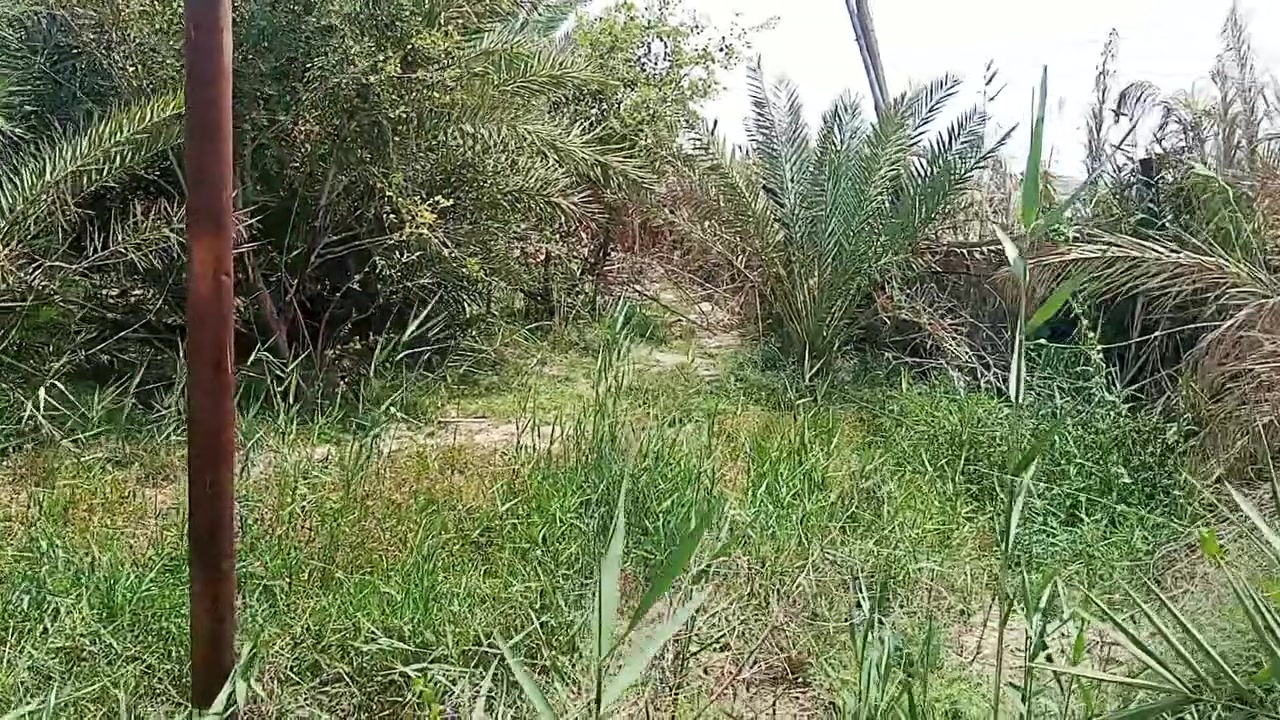 ارض للبيع الموقع القرنه الشرش حي الملتقى مساحه 325 .... 13 عرض في نزال 25
حاليا بيه نخل وسدر شارعه الي كدامه 15 شارع الي يربط حي الملتقى بابشارع الرئيسي كامل الخدمات  الي بصف مطعم ابو علي وتنزل السعر 42 وبيه مجال بسيط مستعجل على بيع  ***********
