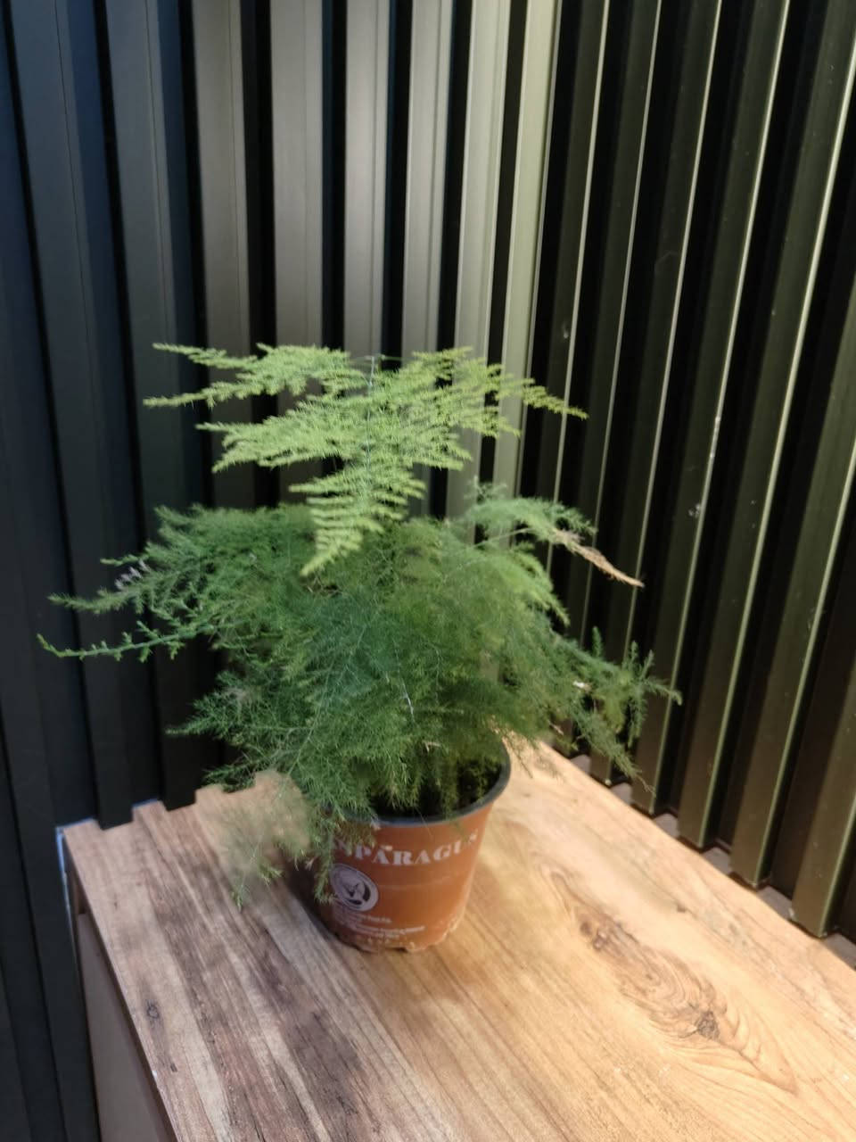 وجبة جديدة من النباتات الهولندية المتوفرة لدينا وباسعار مناسبة ان شاء الله 
كل نبات ومذكور تحته الاسم والسعر
للحجز والطلب مراسلة الصفحة او التواصل على رقم الواتس اب ***********

مكاني موصل حي السكر قرب جامع الرحمة 
يوجد توصيل داخل الموصل ولجميع محافظات العراق 

#برعم_للنباتات
#احلى_هدية
#نباتات_داخلية
#نباتات_ترند
#برعم_موصل
