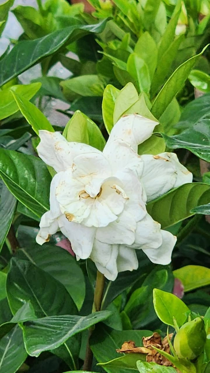 كاردينا  المعروفه بالجمال  والعطر   السعر  10000🥀💐🥀 العنوان 
💐🥀💐الانبار راوه الجديده آخر شارع بيت علي حماد محمد 🥀💐قرب جامع محمد الفاتح وعدنا توصيل راوه عانه القائم حديثه الرمادي الفلوجه بغداد العامريه وحي الجامعه واليرموك والمنصور التوصيل حسب المكان واليجي يختار حيا الله


**إذا كنت صاحب هذا الإعلان وتريد حذفه لأي سبب، رجاءا أرسل رسالة إلى الدعم الفني**