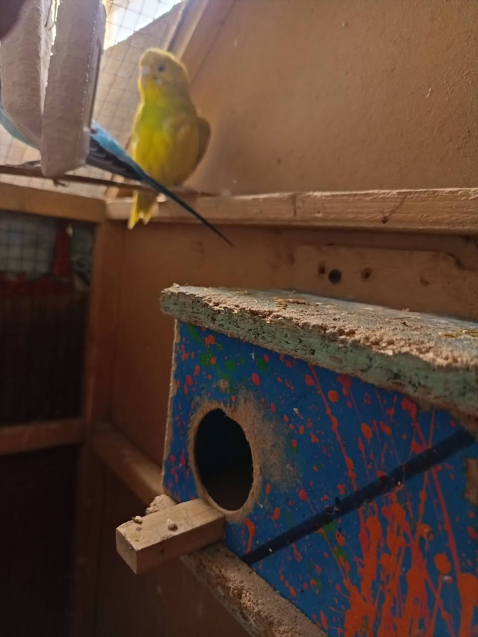 سلام عليكم عندي طيور حب للبيع زوجين متزوجات وجواهن بيض وفروخ الشراي ينطي السعر بل يرضي الله علما القفص مو للبيع ***********
‏‪***********‬‏
