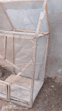 قفص للبيع
الطول 180
العرض 80×80
ب 30 وبي مجال 
***********
