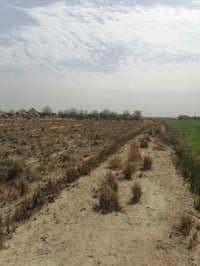 ١٠٠ دونم • طابو زرعي • طريق السنيه