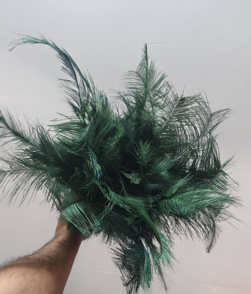 ريشة اصلية لببيع السعر 40 المكان النجف *********** النجف, العراق
