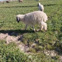 طليان اربعه للبيع الاتصال ب07776636811