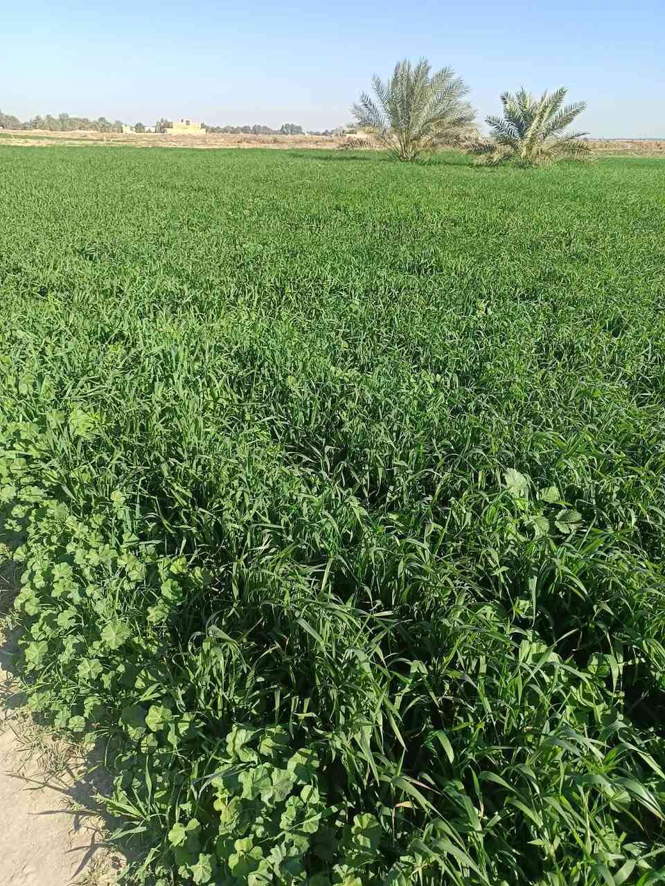 السلام عليكم زرع مكتوله للبيع الاستفسار خاص او اتصل على الرقم***********
