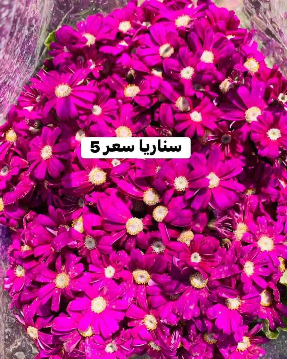 #تفاصيل #داخل #صور


**إذا كنت صاحب هذا الإعلان وتريد حذفه لأي سبب، رجاءا أرسل رسالة إلى الدعم الفني**