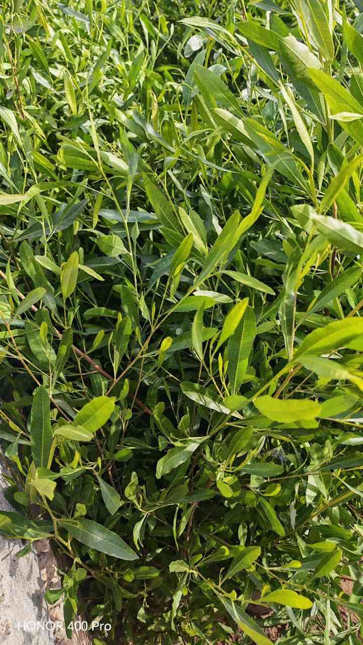 تم #وصول الينا وجبة جديده من نبات الددونيا

الددونيا 
نبات دائم الخضرة
يتحمل الجفاف

متحمل لجميع الأجواء والتقلبات المناخية في العراق قابل للقص والتشكيل

يتوفر
باحجام كبيره

السعر على خاص للبيع جمله ومفرد

العنوان : ديالي _ جلولاء_شارع العام الجماهير

الاستفسار على الرقم التاليه
***********
***********
