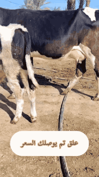 #هولشتاين ام ثاني بطن وراه فحل  مكفوله ع كل عيب مكانه بغداد  يوجد توصي...