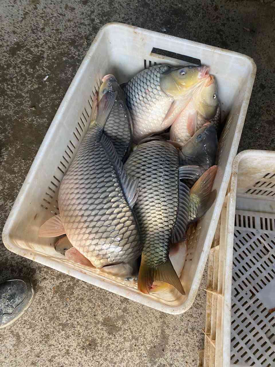 يوجد سمك سعر 5000 //***********
