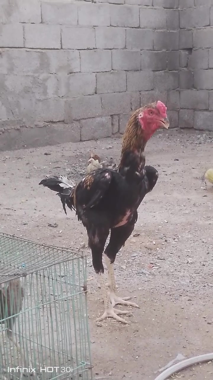 بسم الله ماشاء الله متاح ديج ابو ركيبه بورسلاين مع التوصيل 15


**إذا كنت صاحب هذا الإعلان وتريد حذفه لأي سبب، رجاءا أرسل رسالة إلى الدعم الفني**