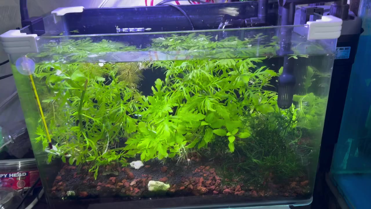 حوض مزروع للبيع زاد كانستر  زاد شرمب ***********
