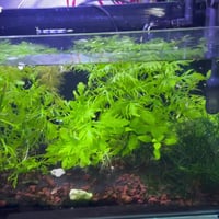 حوض مزروع للبيع زاد كانستر  زاد شرمب 07719197511