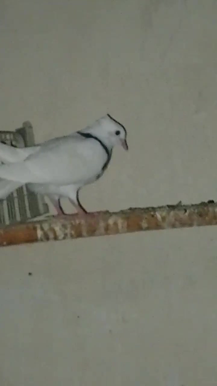 ‏‪***********‬‏
