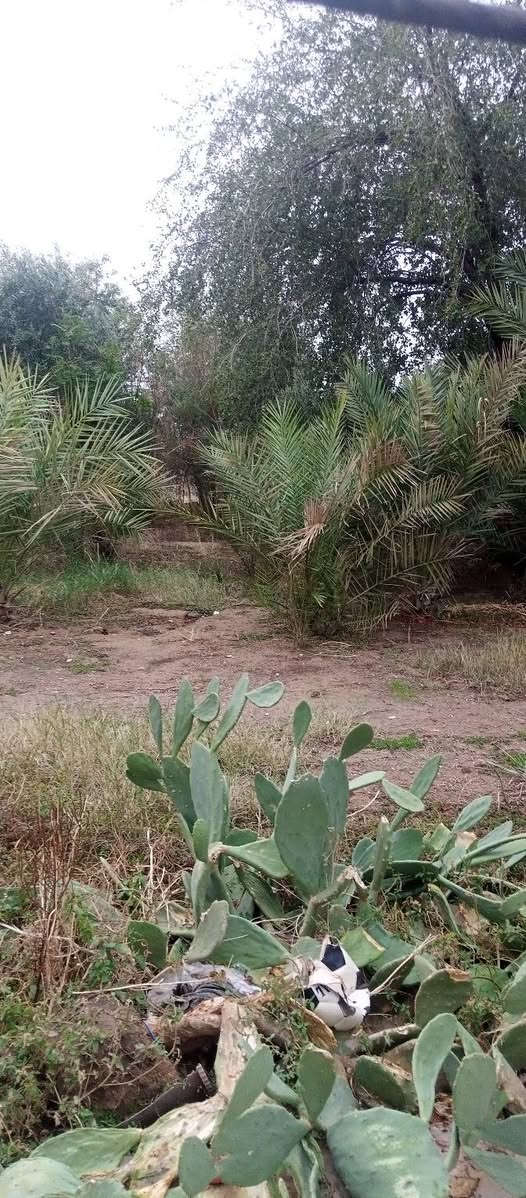 بيت بخانقين جبراوة مساحته 1000م 250 بناء والباقي بستان زيتون ورمان واشجار ظل بيه بير  سعره 50 وبيه مجال للاتصال على الرقم الموجود ***********
