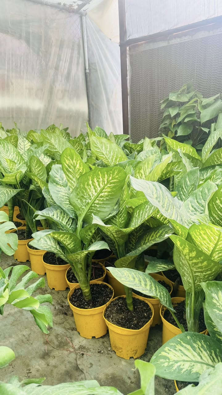 ياللـه ♥️🌵🙏🏻…
رمضان كريـم 🌙🥹🌹

على برگـه الله …
مسـواك ليوم يختلفً باشياء كلش راح تعجبكم 😍🌷😉👇🏻
كل انًواع شتـلات ولسنـادين تلكـوه يمنه 😻🌚💗
-عصى موسى جميع انوعها 🌵😉👇🏻
_دوارق عصى موسى وكلاصات جميع انواعها 😍♥️
_تراب البيتموزً العراقي والهولندي 😍♥️
_ورد جوري جميع الوانه 🌺🌷🏵💐🥀🌹
_جميع انواع الورد الضليهً والشمسية وكل لالوان 👇🏻🥀😻
_سنادين بلاستك بانسـب لاسعار 
_سنادين فخار رالسيراميك جميع انوعها 😁🌚
_جميع الوان السچـاد العراقي ولتركي 
_جميع انواع الحمضـيات البرتقال لالنكي،ررنچ …
_جميع الوان النافورات وشكالهاً 💦⛲️
_جميع انواع شتلات الفاكه تفاح مشمش عنب تكيً زيتون نومي بصره كوچه عرموط 
_جميع انواع التسلقً ١_لبلاب جهنمي جوري ياسمينً وغيرها.
_جميع انواع الستاناتً الخارجيهً الحديد درجهً اولى 😉💗

لاستفسار والعنوان 🚗🥀🌵👇🏻…
نهايه شارع بلديه المحيط مشتل حيدر شنو ….!
لارقام/***********
