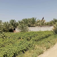 ٦٠٠م • سند ٢٥ • الديوانية السأنيه