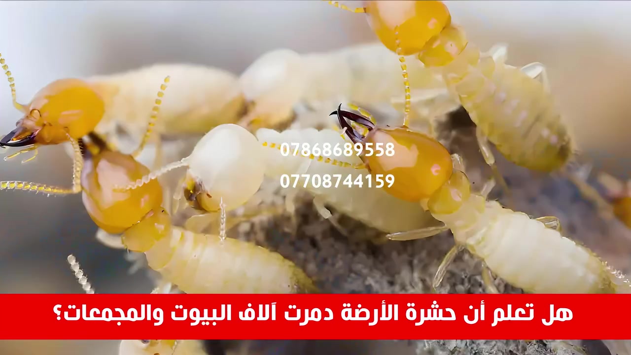 🚫 وداعًا لخطر الأرضة (النمل الأبيض) بأساليب عصرية وأسعار لا تُقارن! 🐜🔥
هل تعلم أن حشرة الأرضة قد تتسبب في تدمير منزلك بالكامل؟! 🏚️ لا تنتظر حتى يقع الضرر!
0786 868 9558
🔒 نحن نقدم لك الحل الأمثل لحماية منزلك وممتلكاتك:
✨ مكافحة شاملة تشمل التربة، الأثاث، الجدران، والسقف
✨ باستخدام مواد عالية الجودة وتقنيات حديثة معتمدة عالميًا
✨ مبيدات آمنة 100% على الإنسان والبيئة – حماية لك ولعائلتك
✨ التنفيذ بإشراف مباشر من الخبير أبو علي – محمد أبو كرار 🧑‍🔬
📍 الخدمة متوفرة في محافظة بابل
📞 للحجز أو الاستفسار، تواصل معنا الآن عبر الزر أسفل المنشور أو من خلال الأرقام التالية:
📲 0786 868 9558 (واتساب)
📲 ***********
📲 *********** 

📢 لا تترك منزلك عرضة للخطر – تواصل الآن وخلي بيتك بأمان تام! 🏠💪
