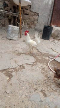 ديج كويتي • خط أول • ناصرية مركز