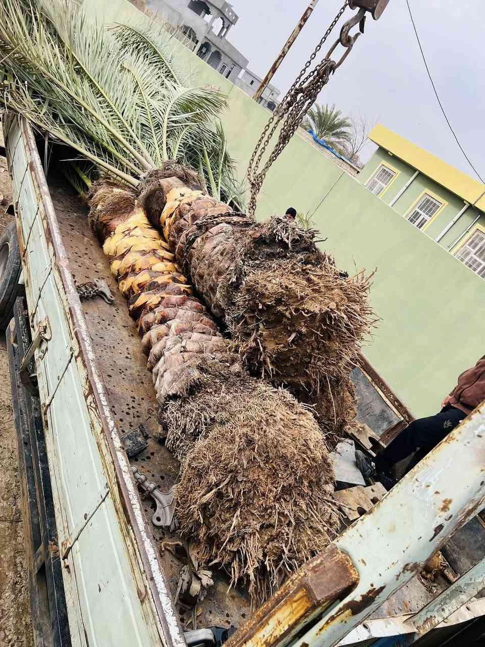 عمل اليوم في ناحية الزاب بتاريخ 10/2/2026 الثلاثاء 
خطوات القلع والنقل والزراعة 
١-تكريب وتنظيف النخلة وتجهيزها للقلع
٢-حفر وقلع بشكل صحيح 
٣-نقل بشكل صحيح بحيث جمارة النخلة ما تتأذى
٤-زراعة صحيحة مع وضع مضاد فطري للحفاض عل النخلة من التعفن والفطريات 
٥-واخيراً تحويض النخلات بشكل صحيح ومرتب
اتصل وتدلل
للأتصال ***********
#تكريب
#تكريب_النخيل
#تكريب_وتنضيف_النخيل
