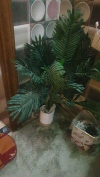 ٣ نخلات • نخل