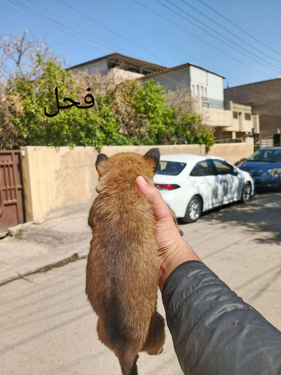 انثى دارك و فحل ستاندر
انثى عمر شهرين وفحل شهر ونص 
نقاوة 100% صحة جيدا جداً حيوانات نضيفات مال بيت 
لعوبات  حيوانات احلى بل حقيقة  شراي اتصل
***********
