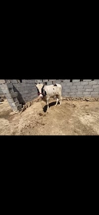 عجل فريزي • سماوه بداحره • شراي خاص