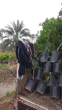 على بركة الله وجبه جديدة من الحمضيات الصيني 07705133403