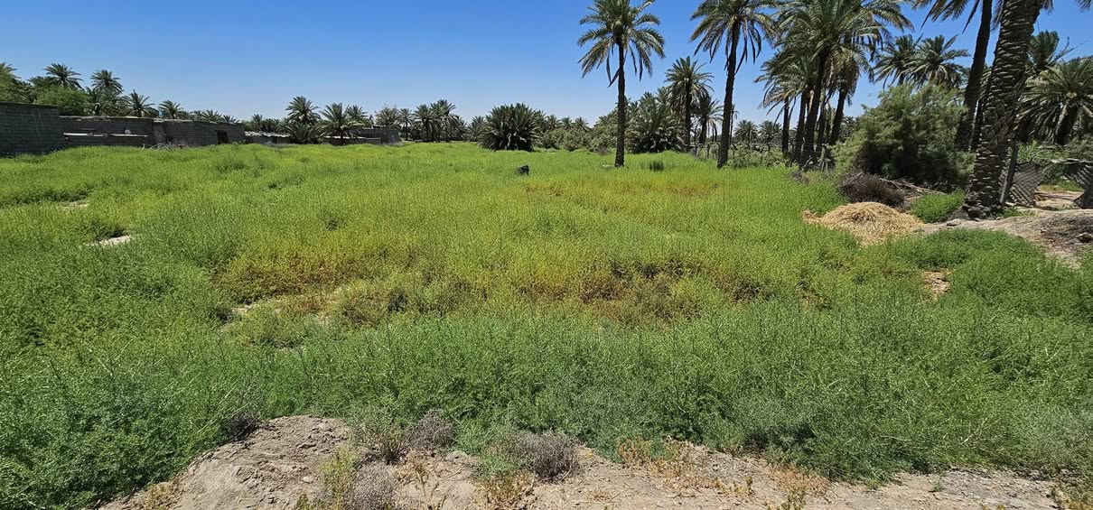 💢أهلا وسهلا بكم متابعينا الكرام الملاك للعقارات كربلاء 

💢 أرض زراعية بمساحة 4دونم و ثلث الواجهة 25 تقريبا والباقي نزال تحتوي على مجموعة من النخيل 
جميع الخدمات متوفرة( تبليط _ كهرباء _ ماء ) تبعد عن الشارع العام كيلوين تقريبا تصلح للسكن أو للزراعة أو للترفيه 

💢 جنس الأرض طابو زراعي سند 25 سند منفرد بالمساحة تحويل أسهم بأسم المشتري ( ورثة لديهم جميع الثبوتات من قسام و وكالات ) تاخذ تحويل 

💢 العنوان// كربلاء _ شارع النجف عمود 1141 منطقة الجدار 

💥 الشراي يراسلنا واتساب ندزله فيديوا من الأرض للشارع مع التوضيح المفصل مع السعر 💲

🎬 يوجد فيديوا بالتعلقيات يوضح جميع التفاصيل 

💢 النجاة في الصدق #المصداقية_عنواننا

أي إستفسار يرجى الاتصال أو المراسلة على الأرقام التالية: 
               محمد أبو ملاك الحسناوي 
☎️ ***********   ☎️***********
 #عقارات_كربلاء #عقارات_طويريج #عقارات_بغداد #كافة
