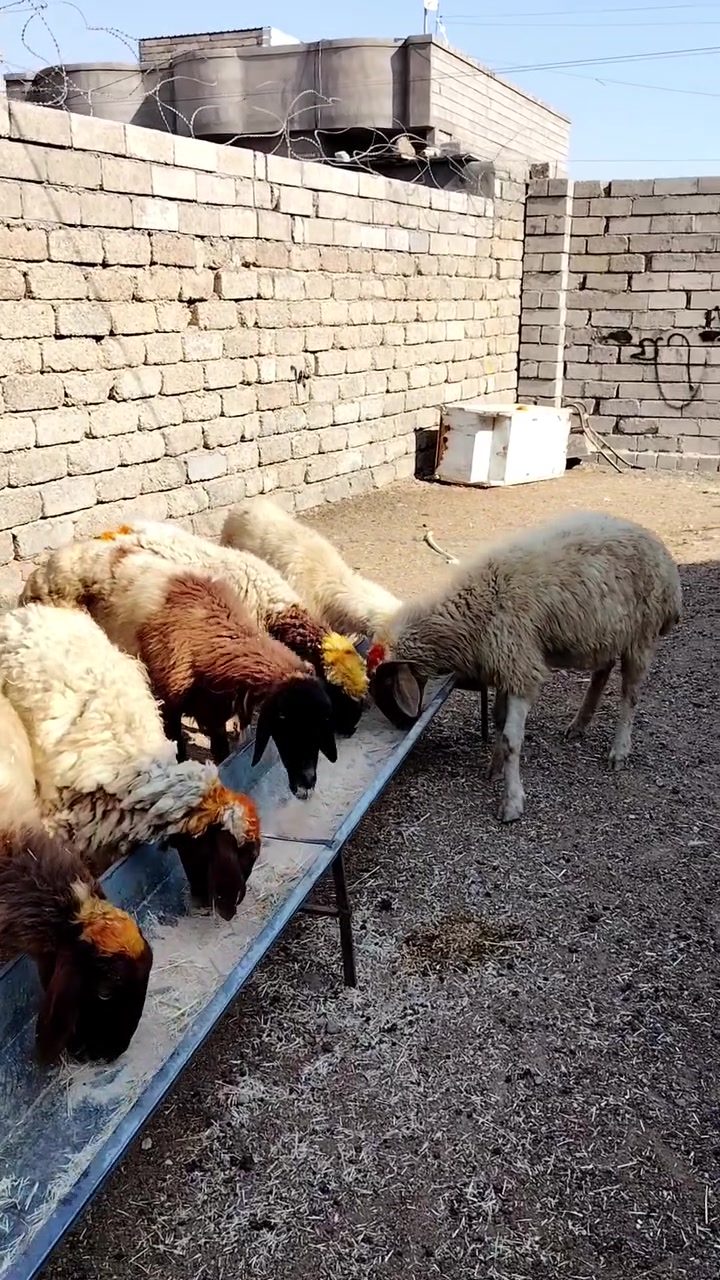 سلام عليكم
يوجد نعاج عشر وبيه محنيه ملات جنيه  مراح واحد المكان بيجي حي العصري الشراي يخابرني عله رقم ***********
