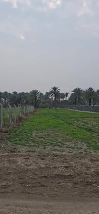 ١ دونم • صك زراعي ٢٥ • حله شارع ١٠٠