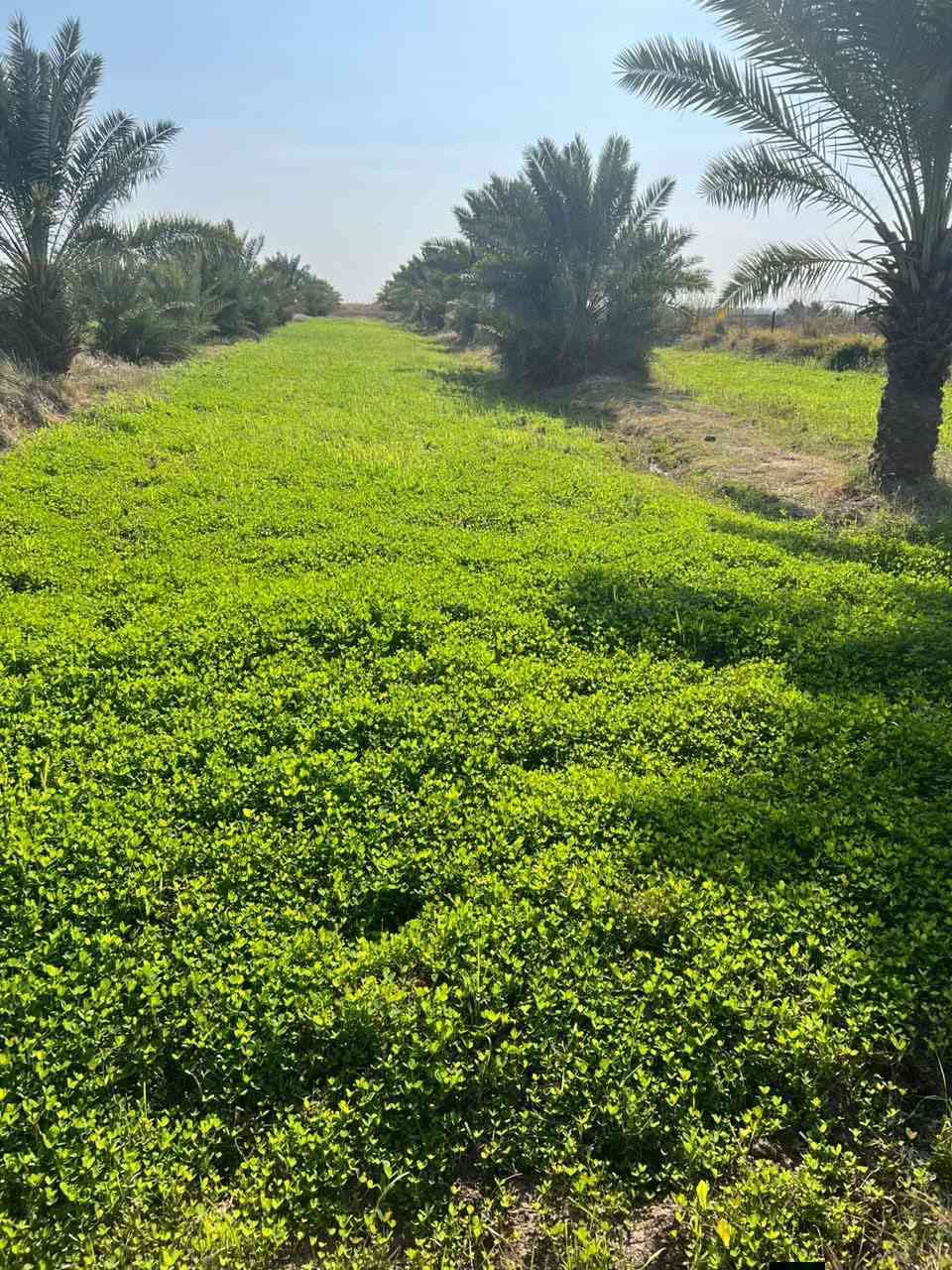 بستان للبيع
المساحه 12 دونم ويحتوي على 250نخله (شويثي)ومتوفر كافه الخدمات ماء كهرباء  تبليط
العنوان ناصريه قلعه سكر منطقه الجدوع قرب مدرسه الأزهار البتدائيه 
رقم الهاتف***********
