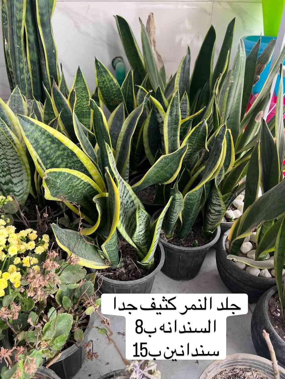 عروض يوم الجمعة والسبت استغلوها


**إذا كنت صاحب هذا الإعلان وتريد حذفه لأي سبب، رجاءا أرسل رسالة إلى الدعم الفني**